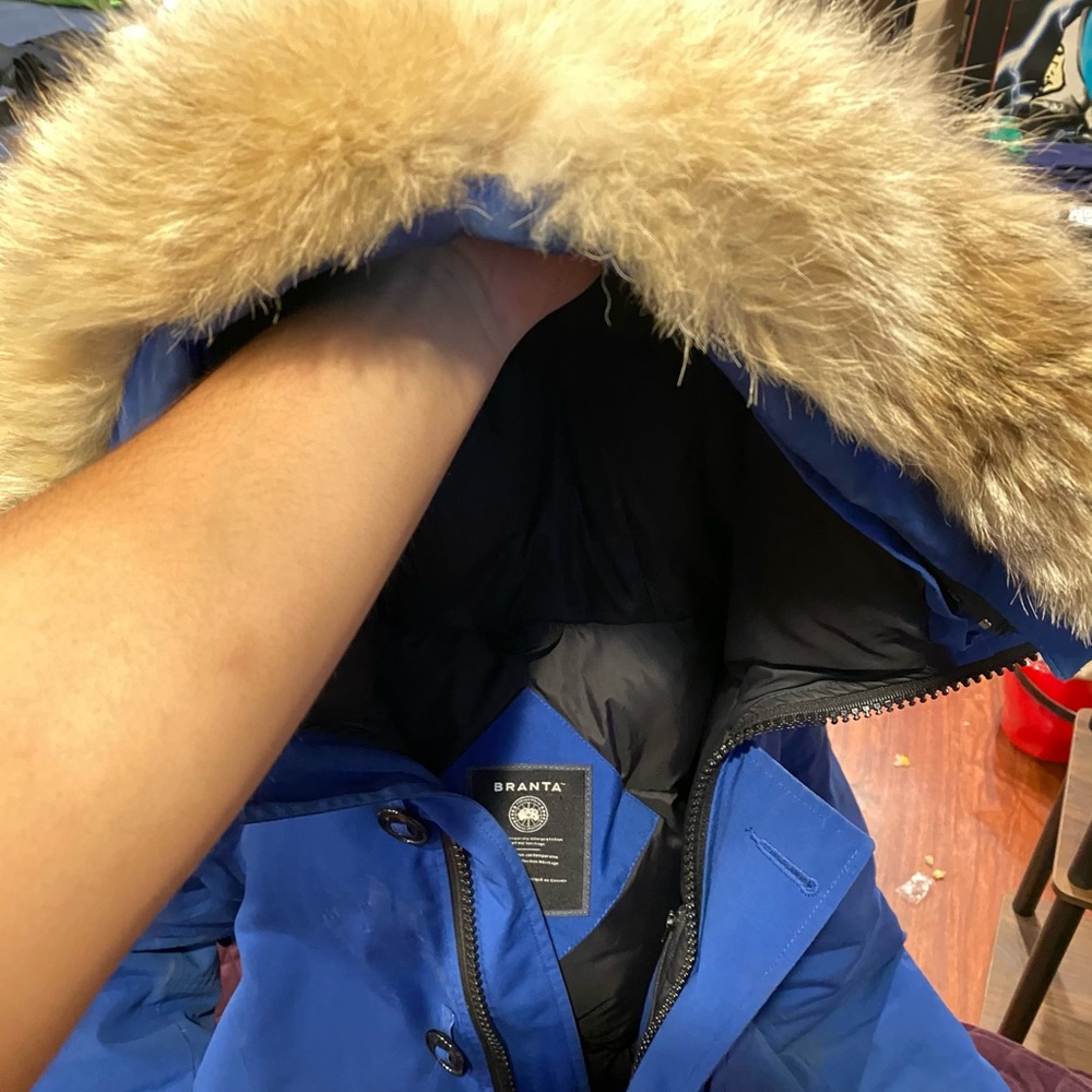 Canada goose